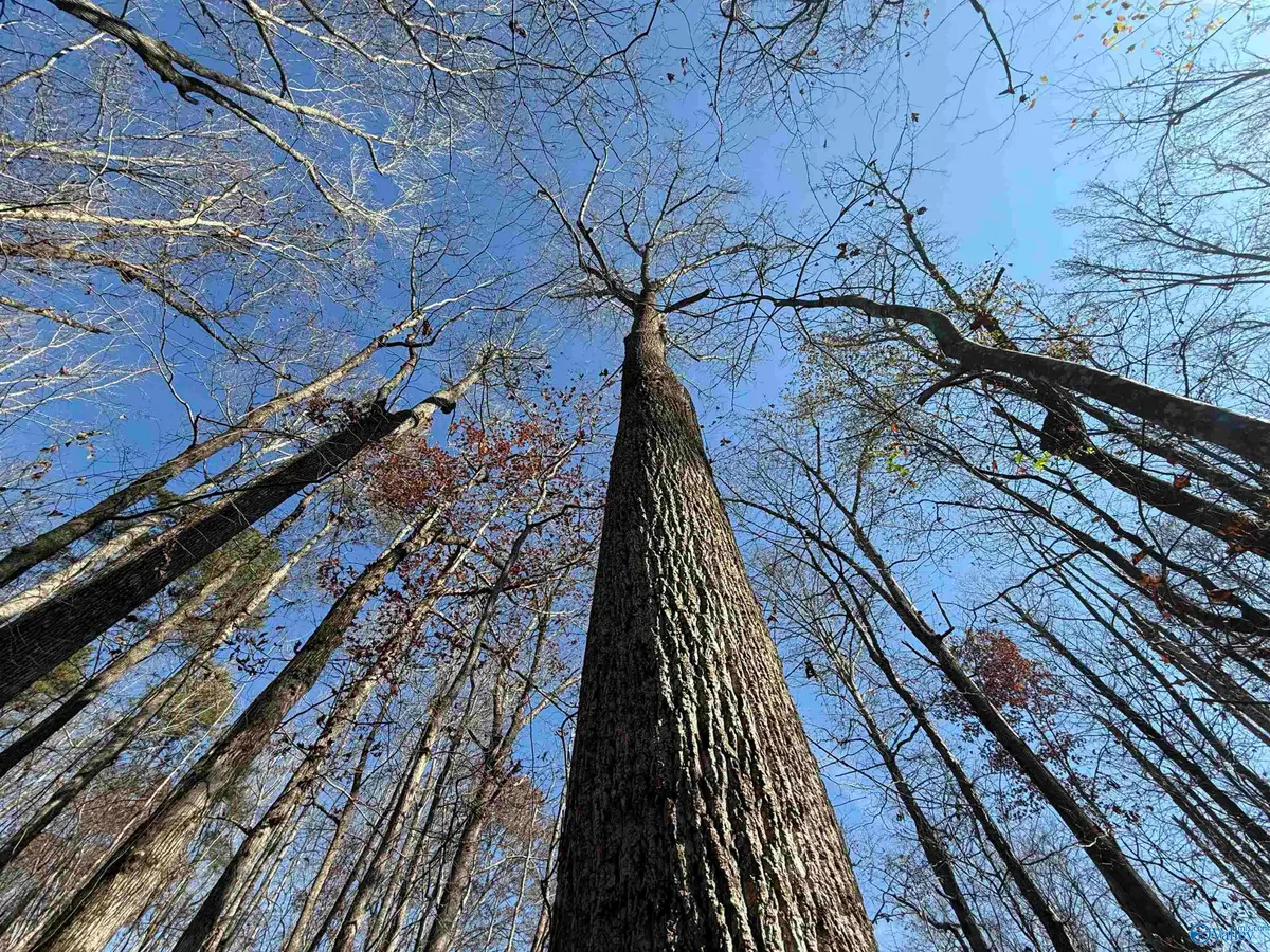 23 AC Tabor Road, Gadsden, AL 35904 - Image #1