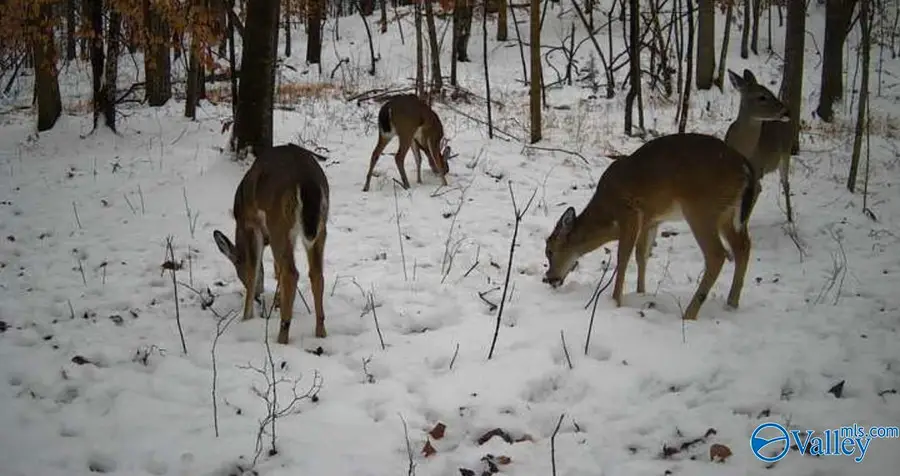 10 Acres Mountain Drive, Remlap, AL 35133 - #2