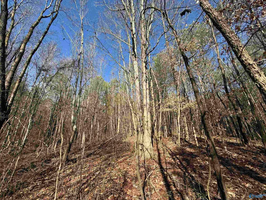 25 Acres +/- Oak Grove Road, Attalla, AL 35954 - #3