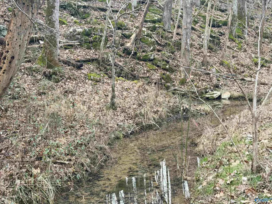 572B County Road 676, Bryant, AL 35958 - #2