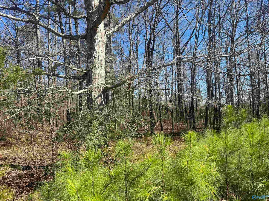 Tract C Union Road, Somerville, AL 35670 - #2