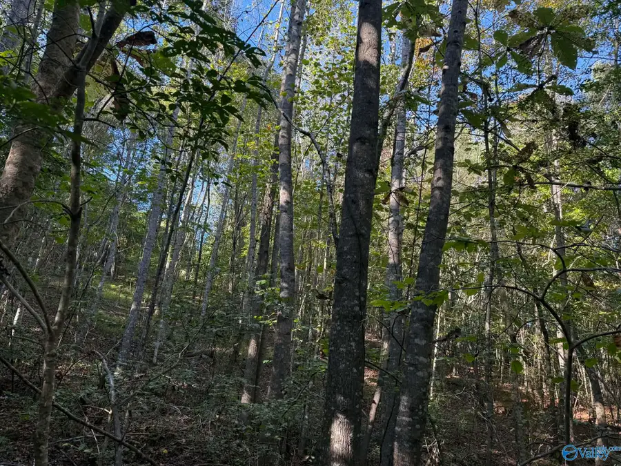 1028 Goddard Road, Bear Creek, AL 35543 - #2