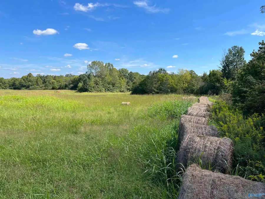 40 Acres County Road 205, Danville, AL 35619 - #2