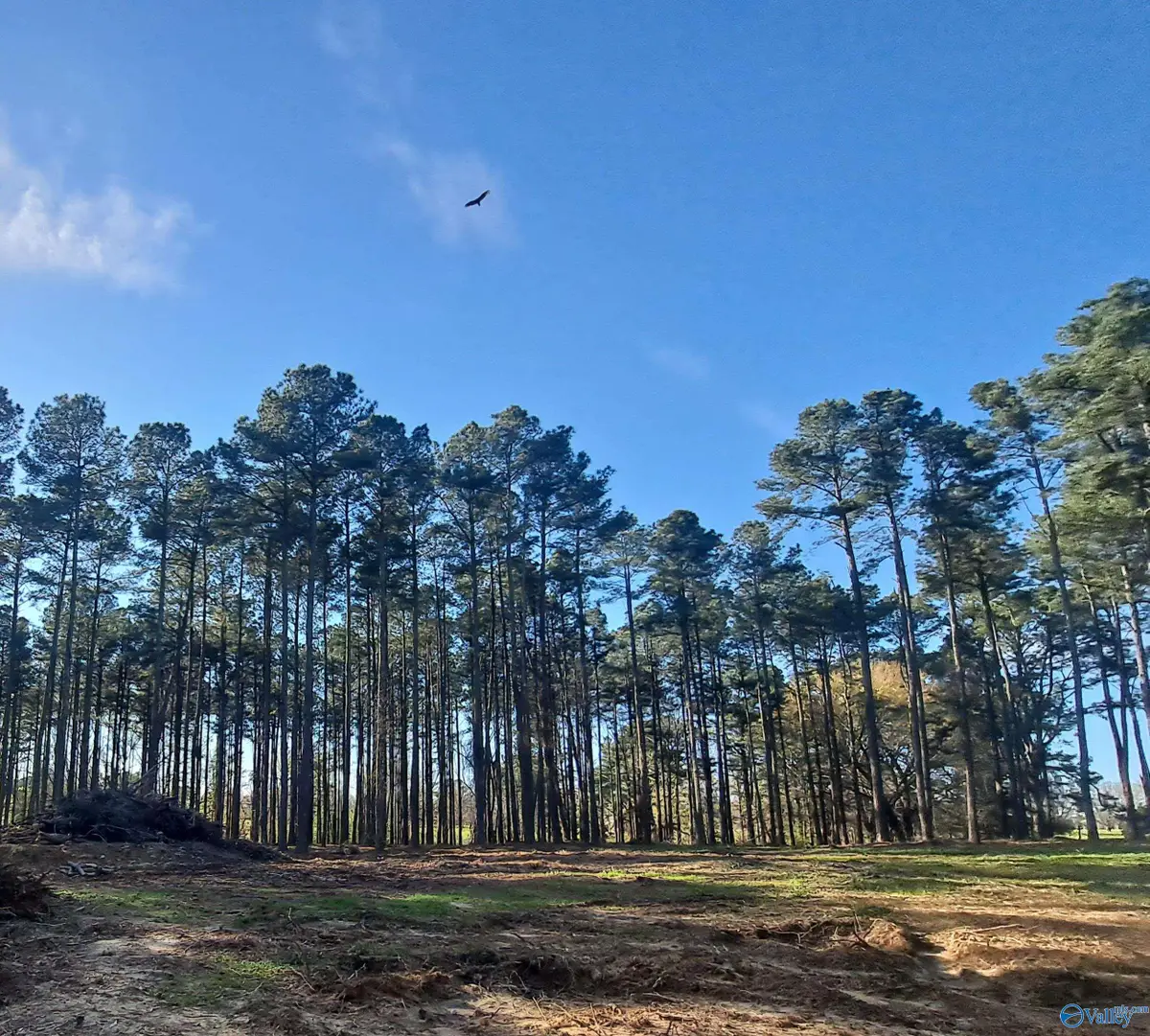 3.02 Laura Avenue, Albertville, AL 35951 - #1