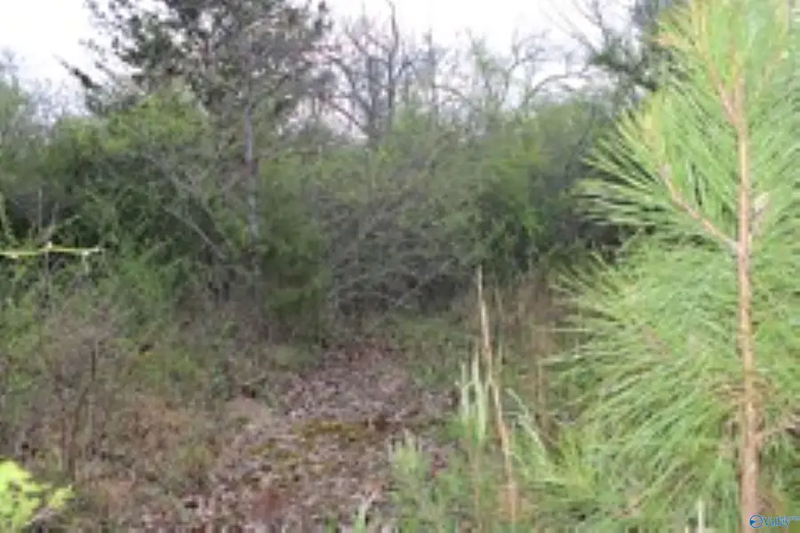 3.23 +/- Acres County Road 52, Sand Rock, AL 35983 - #3