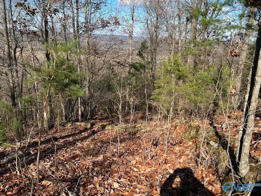 40 Acres County Road 483, Collinsville, AL 35961 - #2