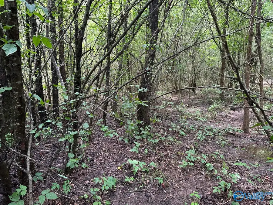 0.9 Acres Branch Cove Road, Odenville, AL 35120 - #3