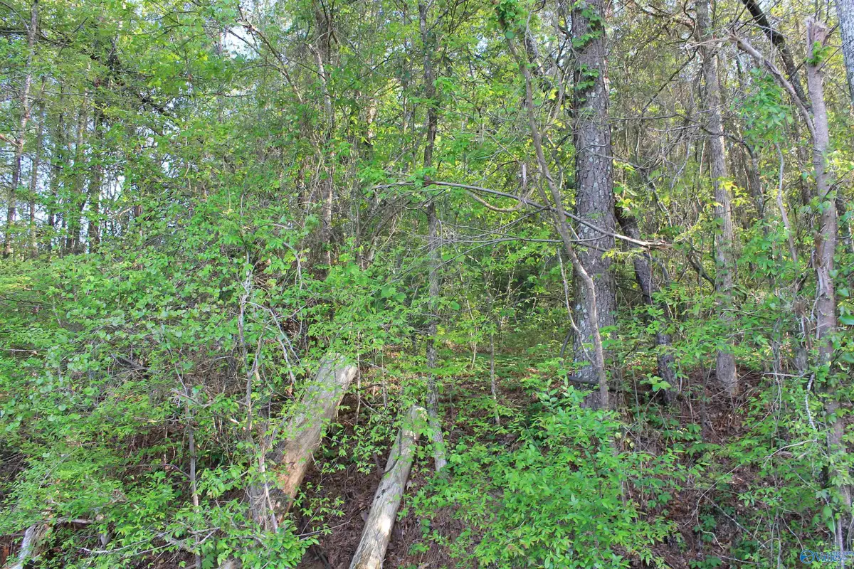 6.65 West Lacon Road, Falkville, AL 35622 - #1