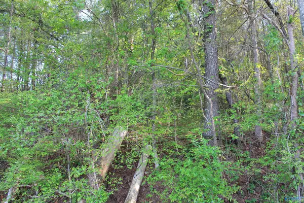 6.65 West Lacon Road, Falkville, AL 35622