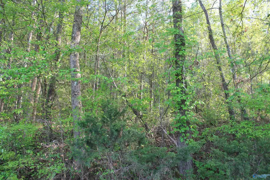 6.65 West Lacon Road, Falkville, AL 35622 - #2