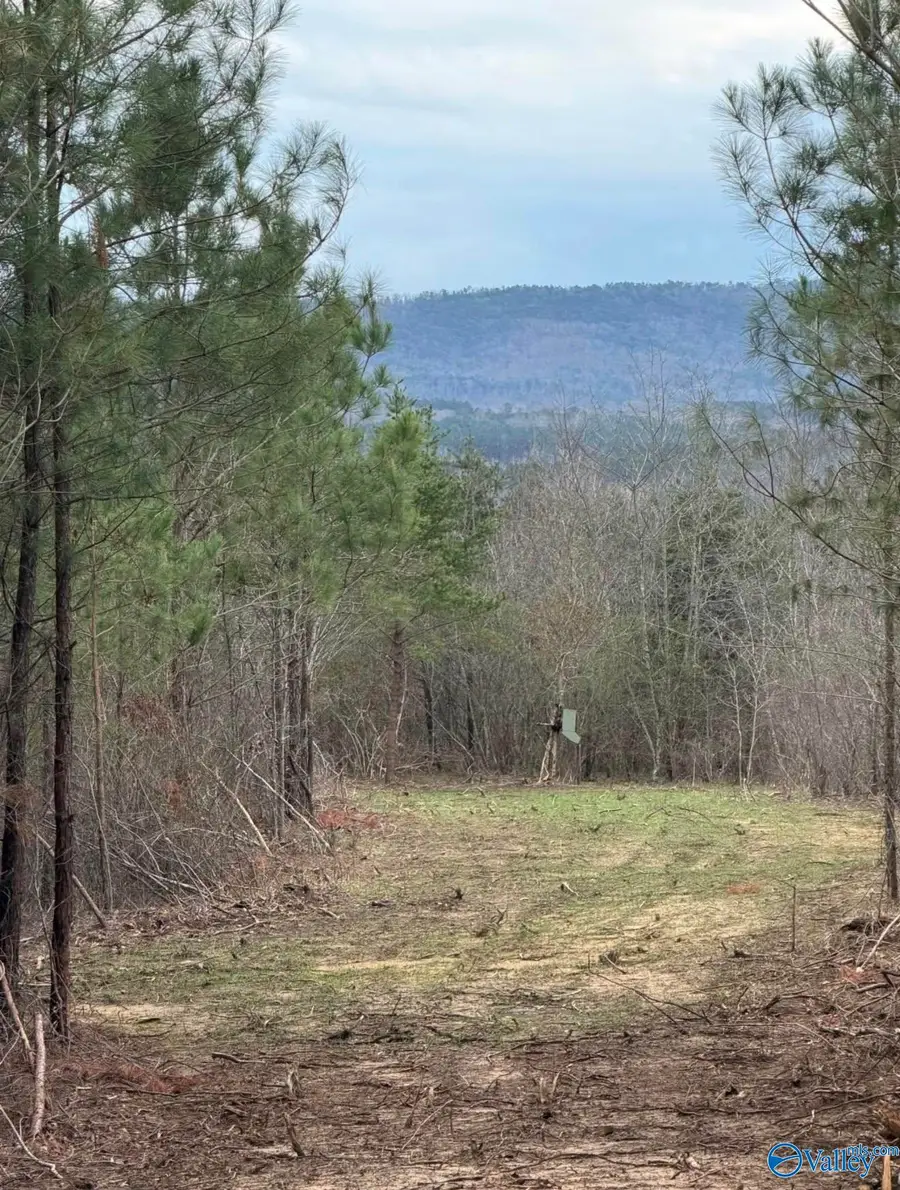 66 Acres County Road 865, Collinsville, AL 35961 - #2