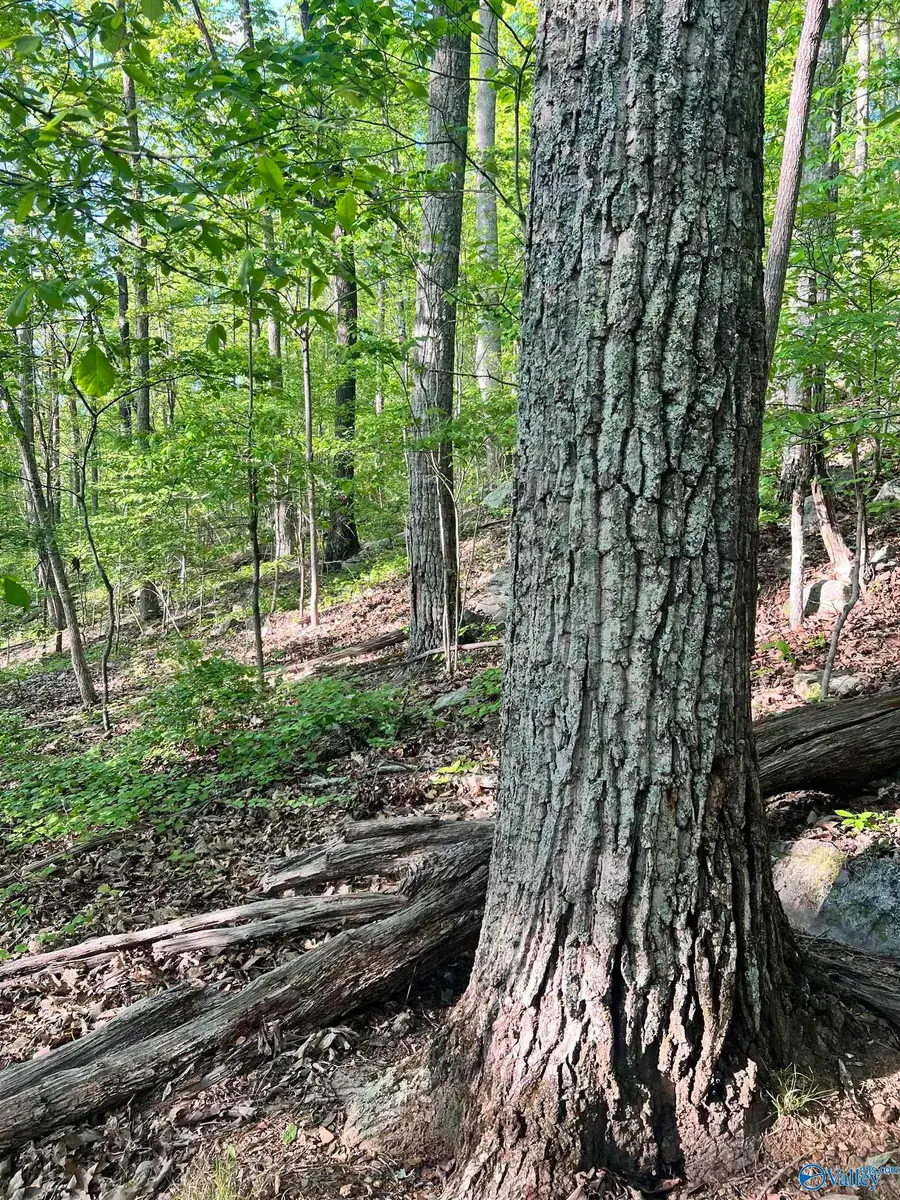 12 acre Cottonville Road, Grant, AL 35747 - #2