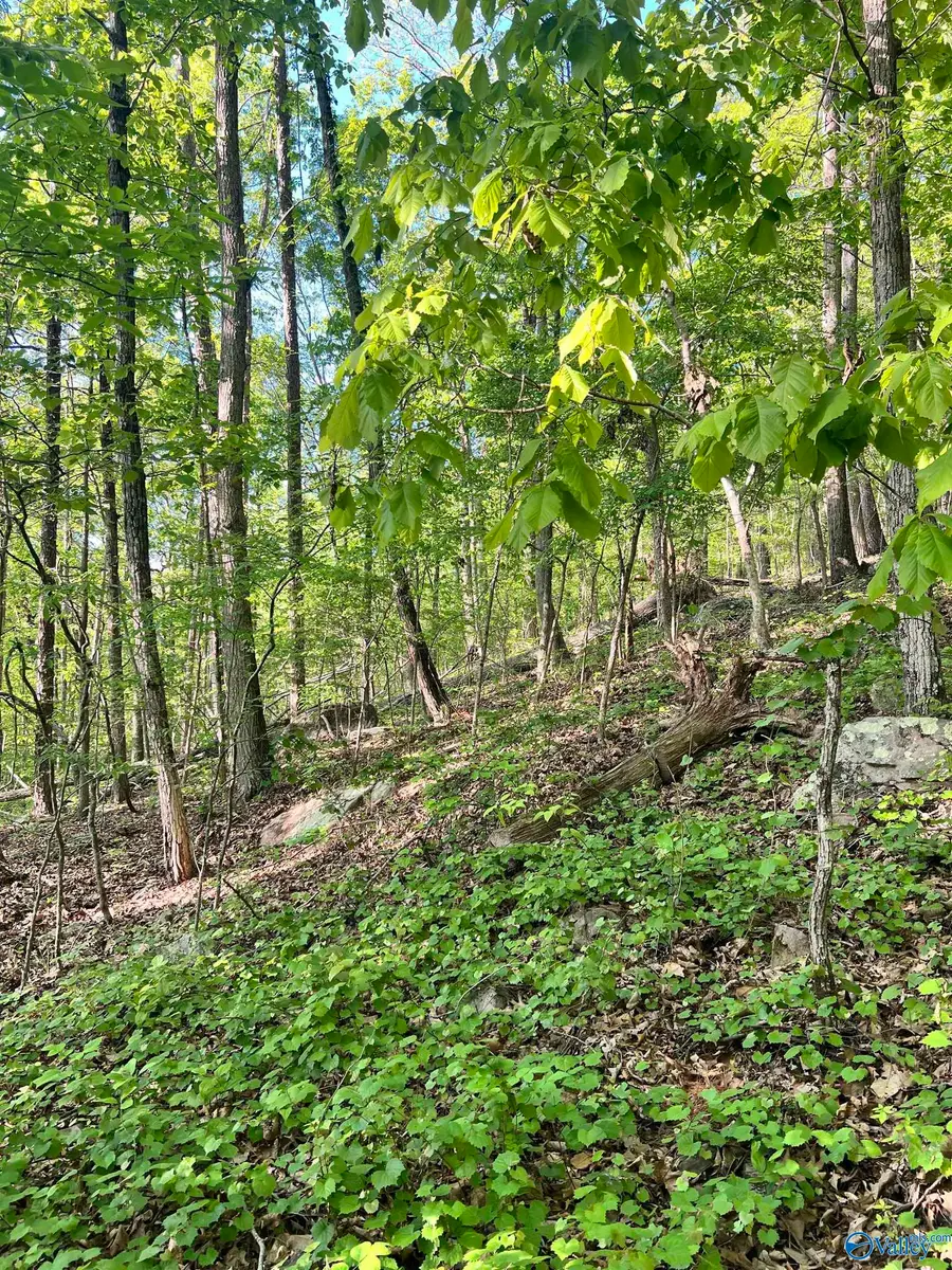 12 acre Cottonville Road, Grant, AL 35747 - #3