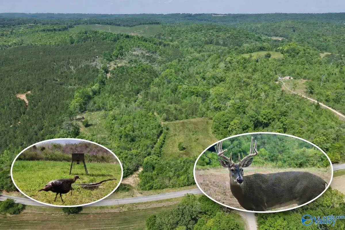 72 AC County Road 227, Attalla, AL 35954 - #1