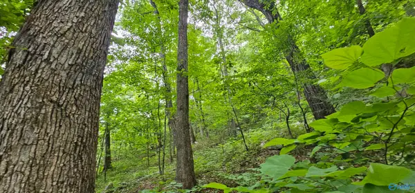 6+/- Acres County Road 250, Scottsboro, AL 35768