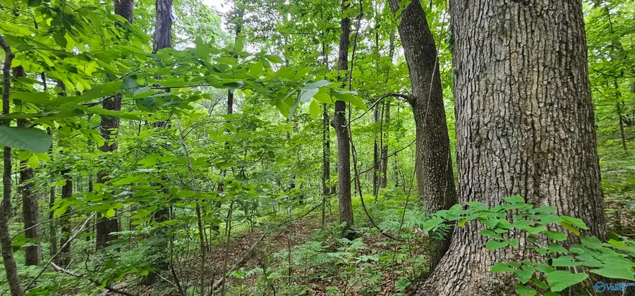 6+/- Acres County Road 250, Scottsboro, AL 35768 - #2