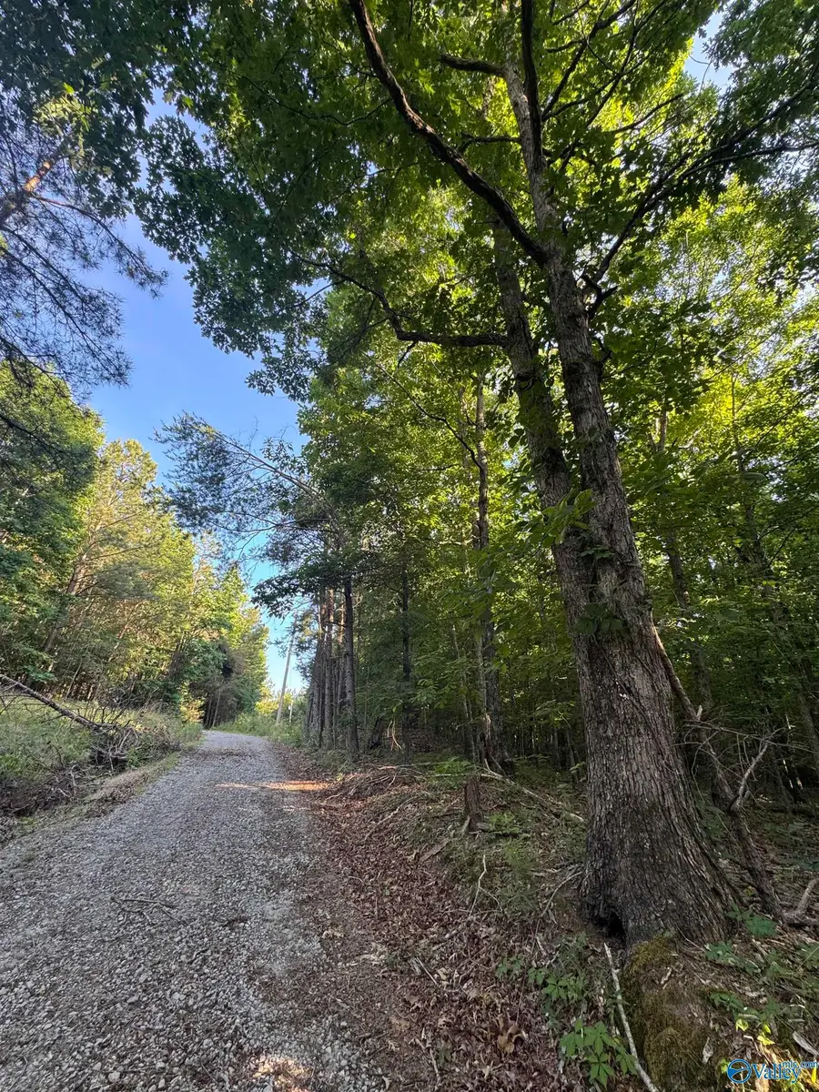 475 Summer House Mountain Road, Cherokee, AL 35616 - #3