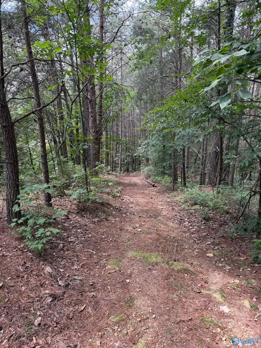 1965 Alabama Highway 11, Collinsville, AL 35961 - #3