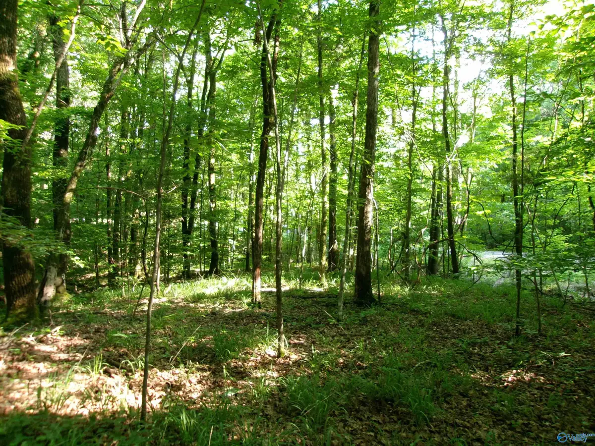 13.36 Acres County Road 531, Scottsboro, AL 35768 - #1