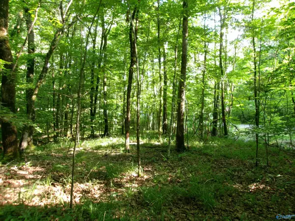 13.36 Acres County Road 531, Scottsboro, AL 35768