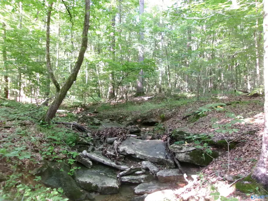 13.36 Acres County Road 531, Scottsboro, AL 35768 - #3