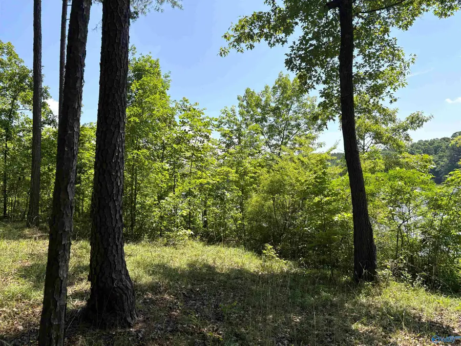 62+/- Acres County Road 628, Cedar Bluff, AL 35959 - #2