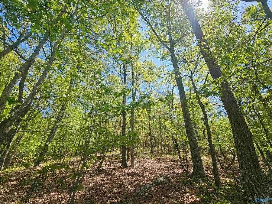0068 County Road 117, Cedar Bluff, AL 35959 - #3