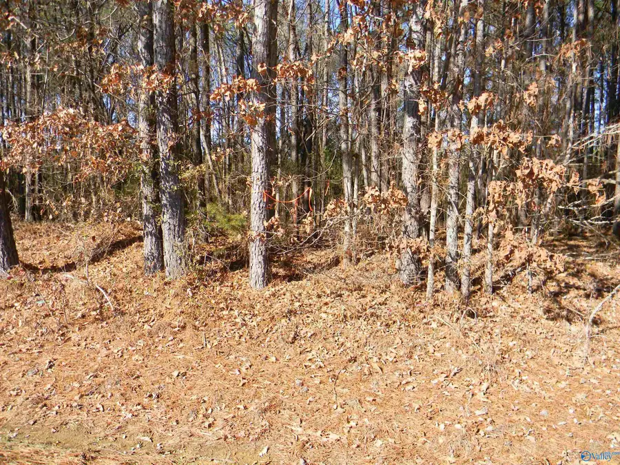 Track 7 County Road 41, Gaylesville, AL 35973 - #2