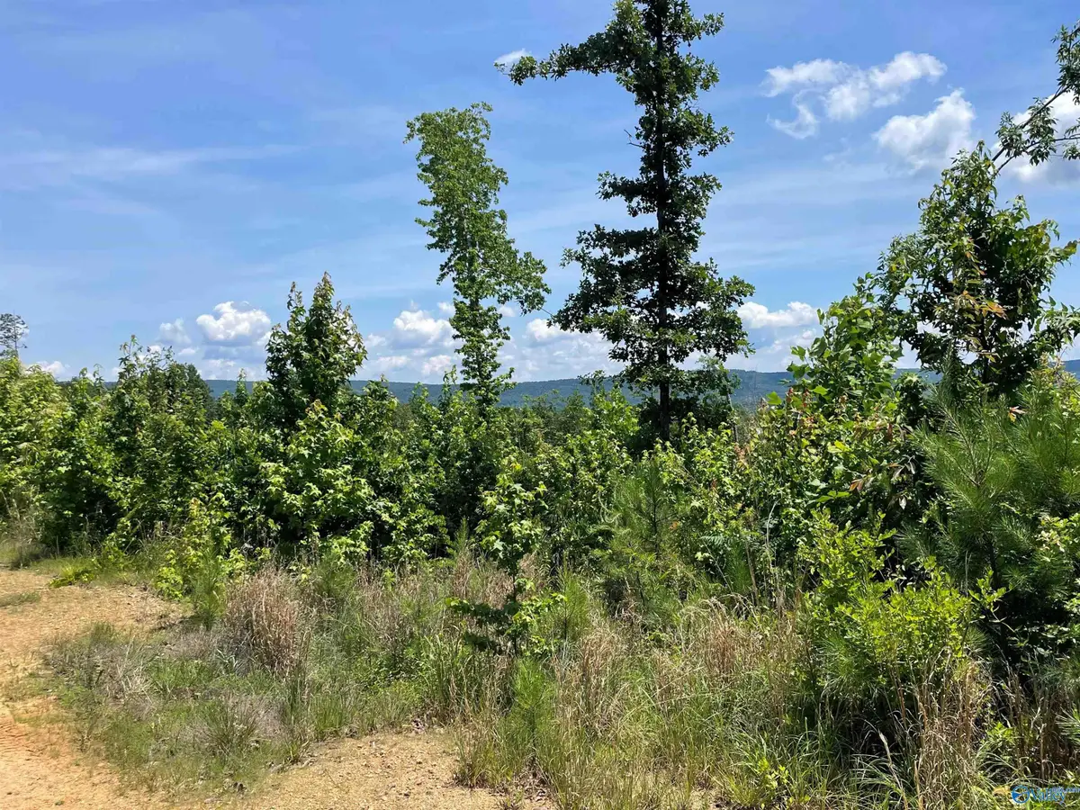 199 Acres Hornbuckle Road, Collinsville, AL 35961 - #1