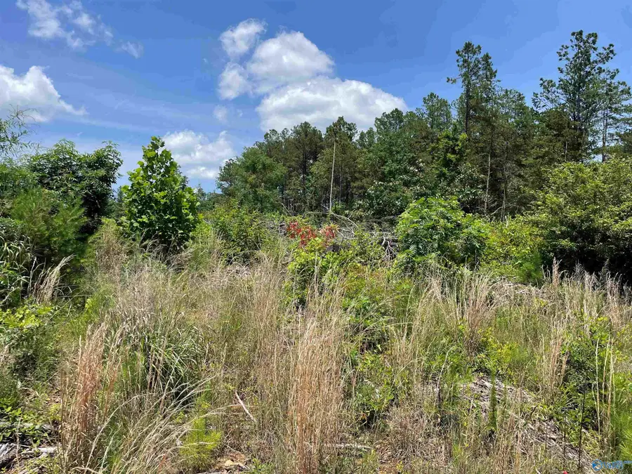 199 Acres Hornbuckle Road, Collinsville, AL 35961 - #2