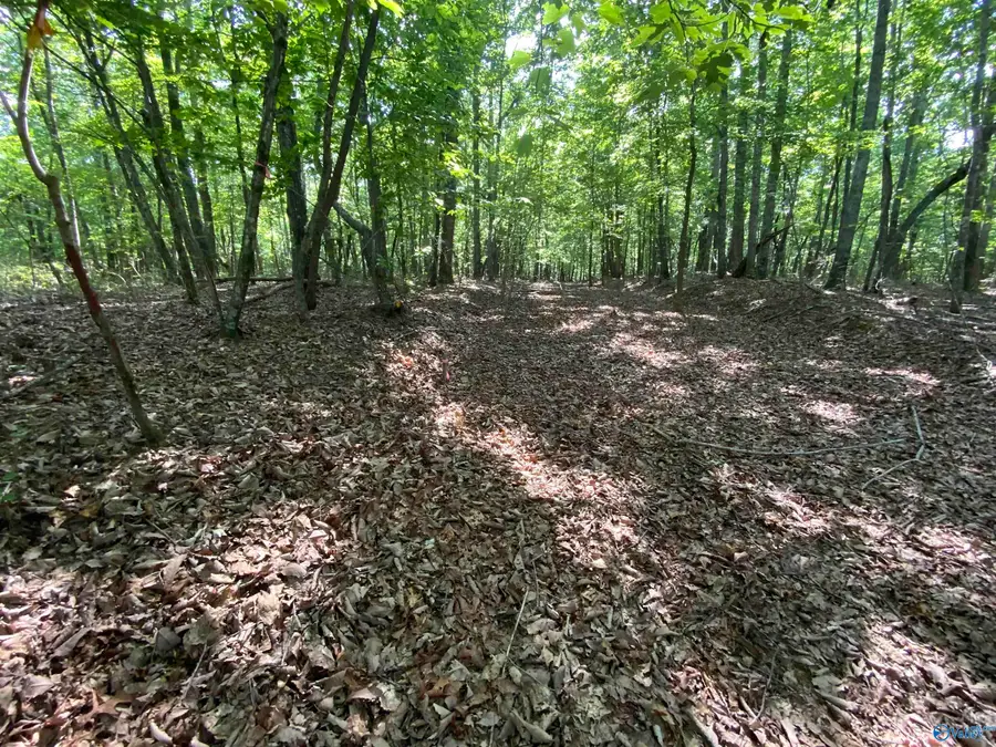 15 Acres County Road 216, Woodville, AL 35776 - #2