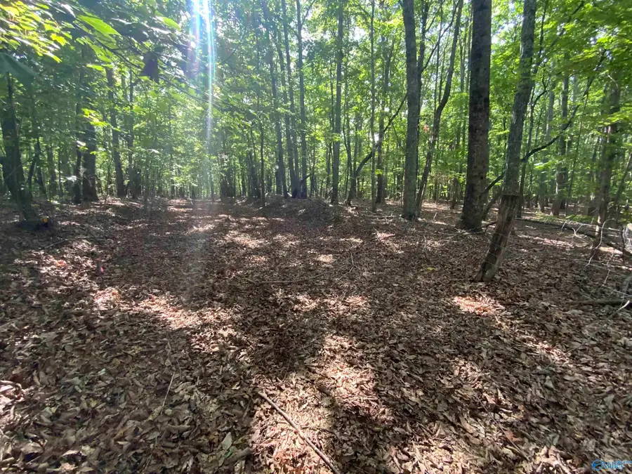 15 Acres County Road 216, Woodville, AL 35776 - #3