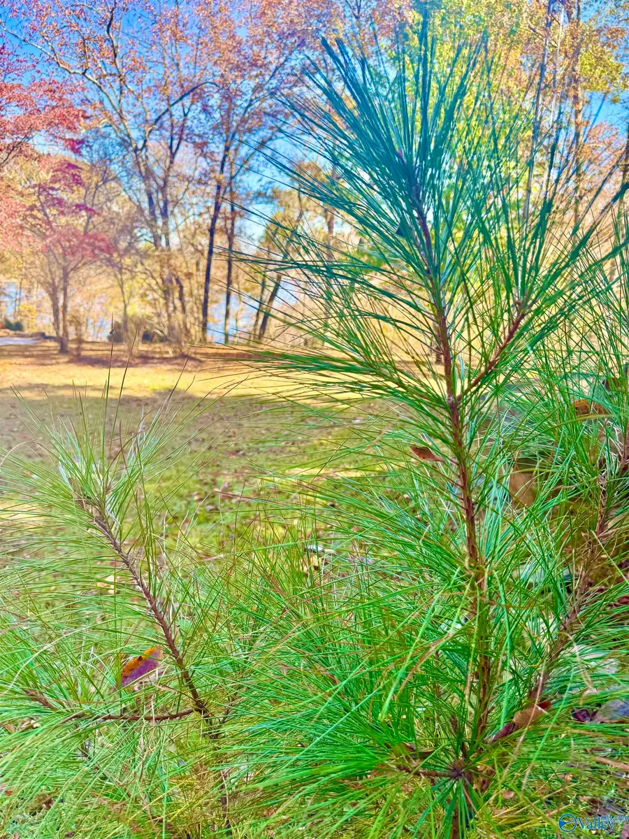 .71 Acres County Road 129, Bremen, AL 35033 - #2