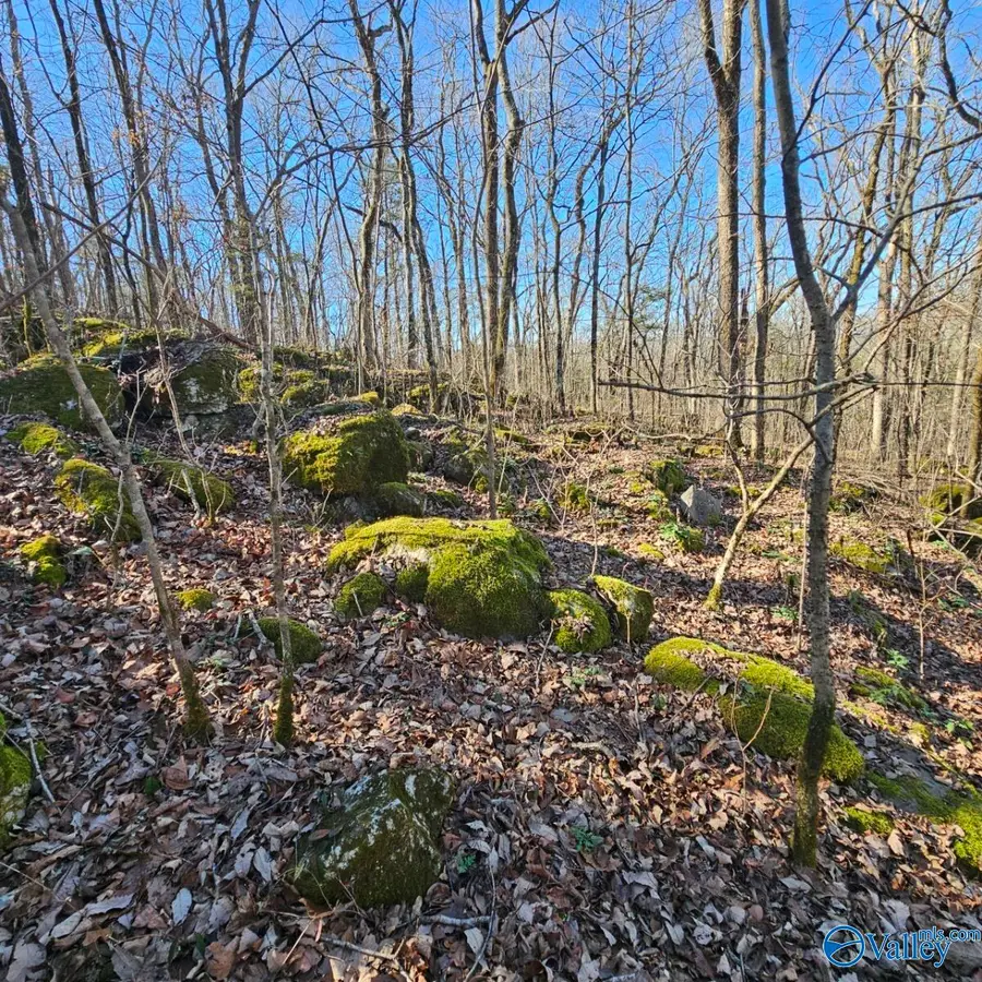 92 Acres All Jersey Road, Somerville, AL 35670 - #3