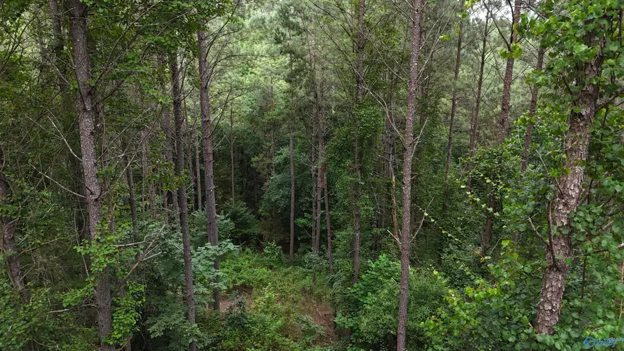06 County Road 41, Gaylesville, AL 35973 - #2