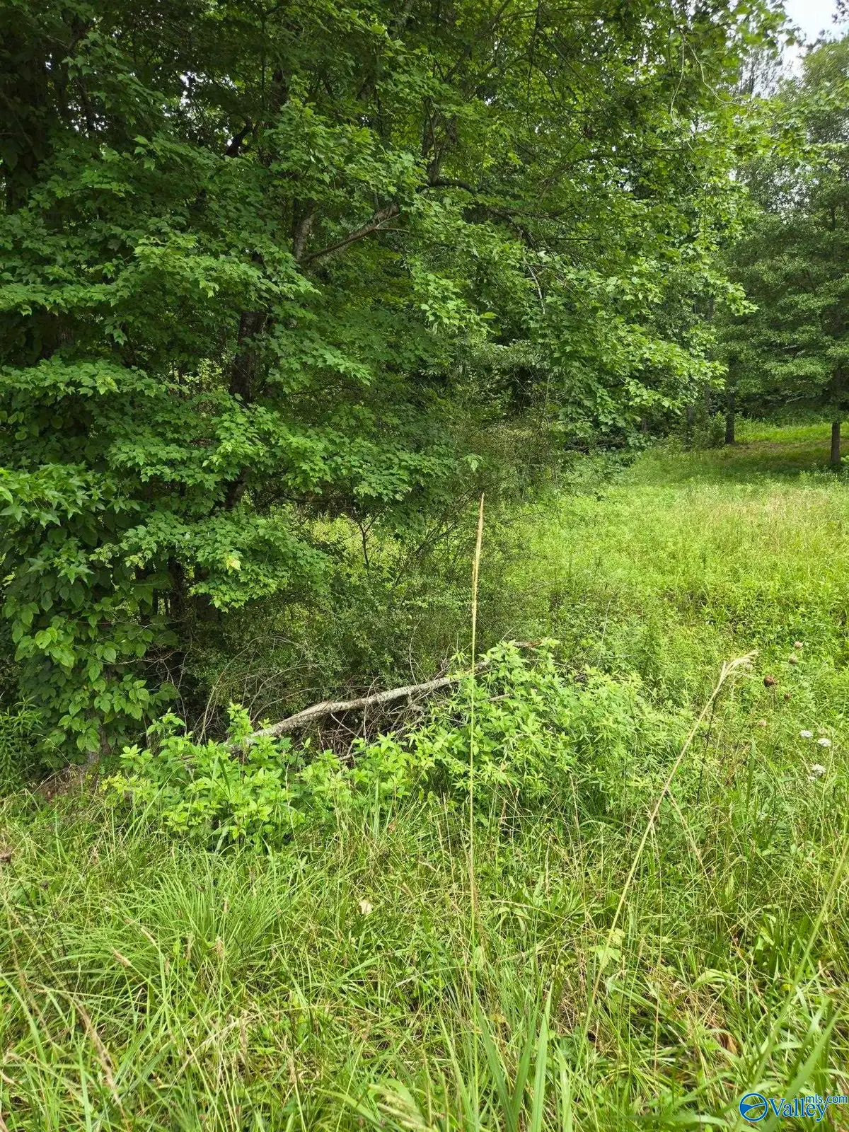 1 Acre Clairmont Springs Road, Lineville, AL 36266 - #1