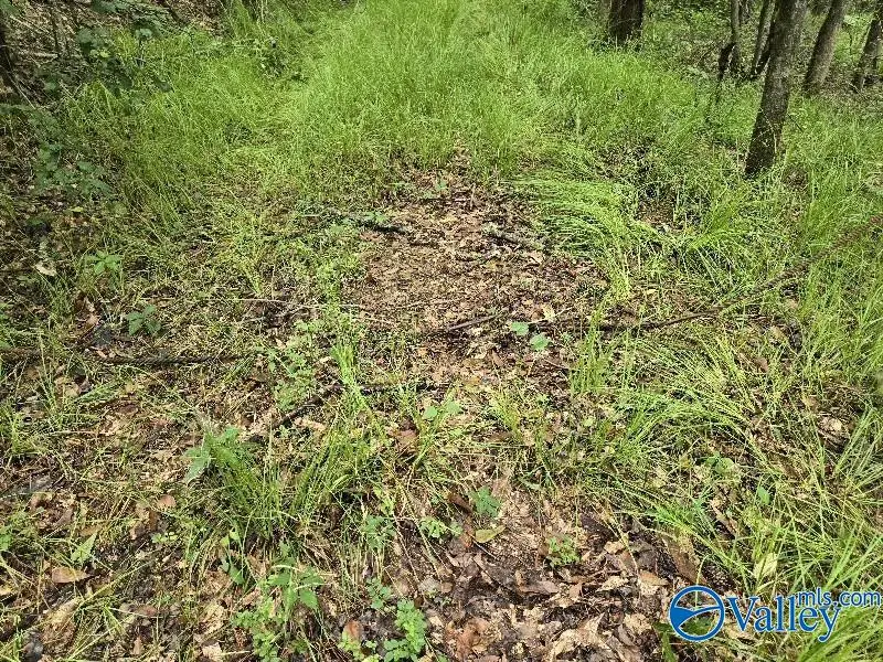 1 Acre Clairmont Springs Road, Lineville, AL 36266 - #2