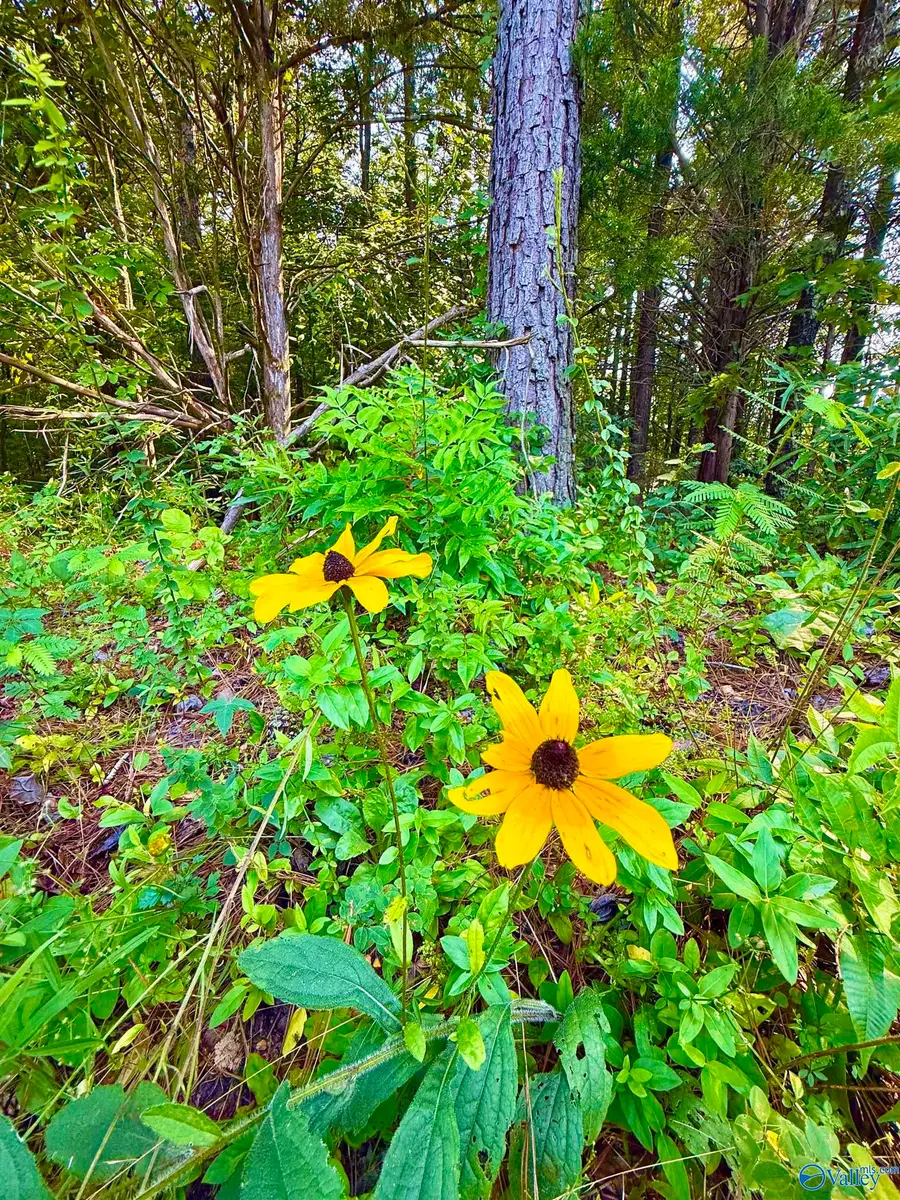 3 Acres Herbert Road, Hartselle, AL 35640 - #2