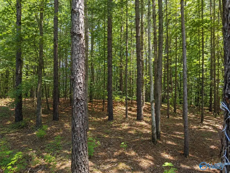 3255 Lookout Street, Sand Rock, AL 35983 - #3
