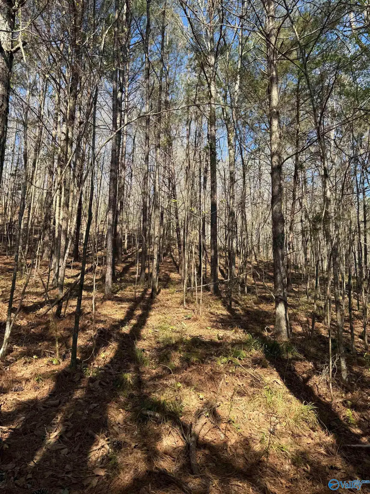 lot 11 A County Road 3782, Arley, AL 35541 - #1