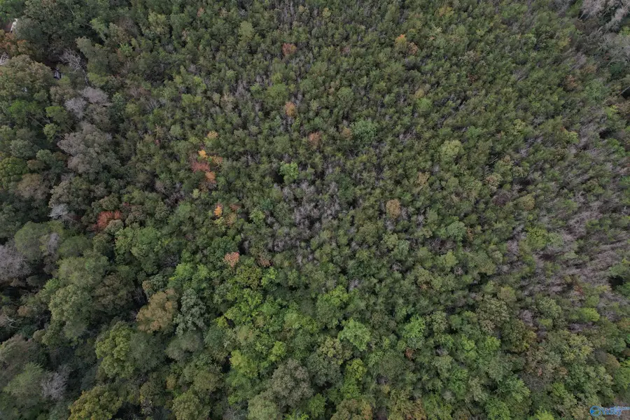 29.57 Ac County Road 155, Flat Rock, AL 35966 - #3