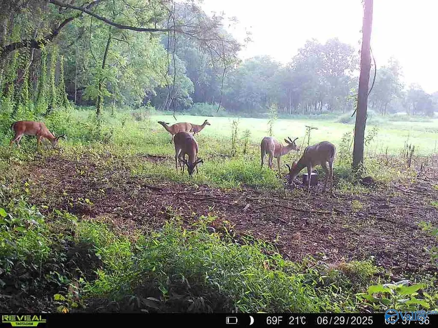 Lot 3 Moe Road, New Market, AL 35761 - #2