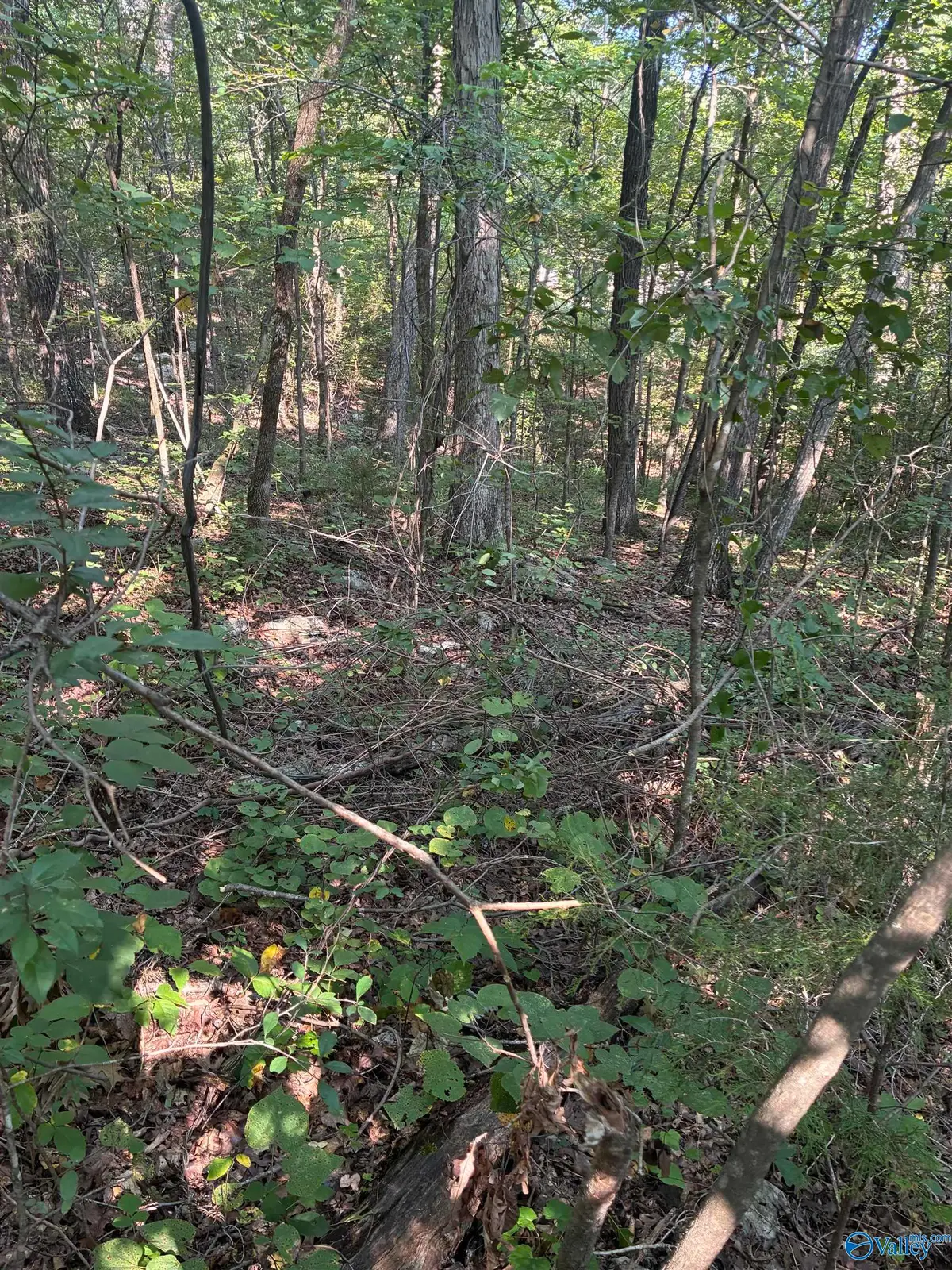1 Crooked Hill Private Drive, Falkville, AL 35622 - #1