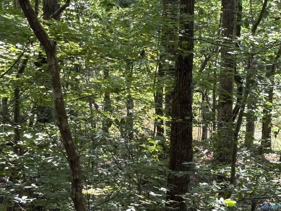 1500 County Road 103 #Lot 81, Mentone, AL 35984 - #2