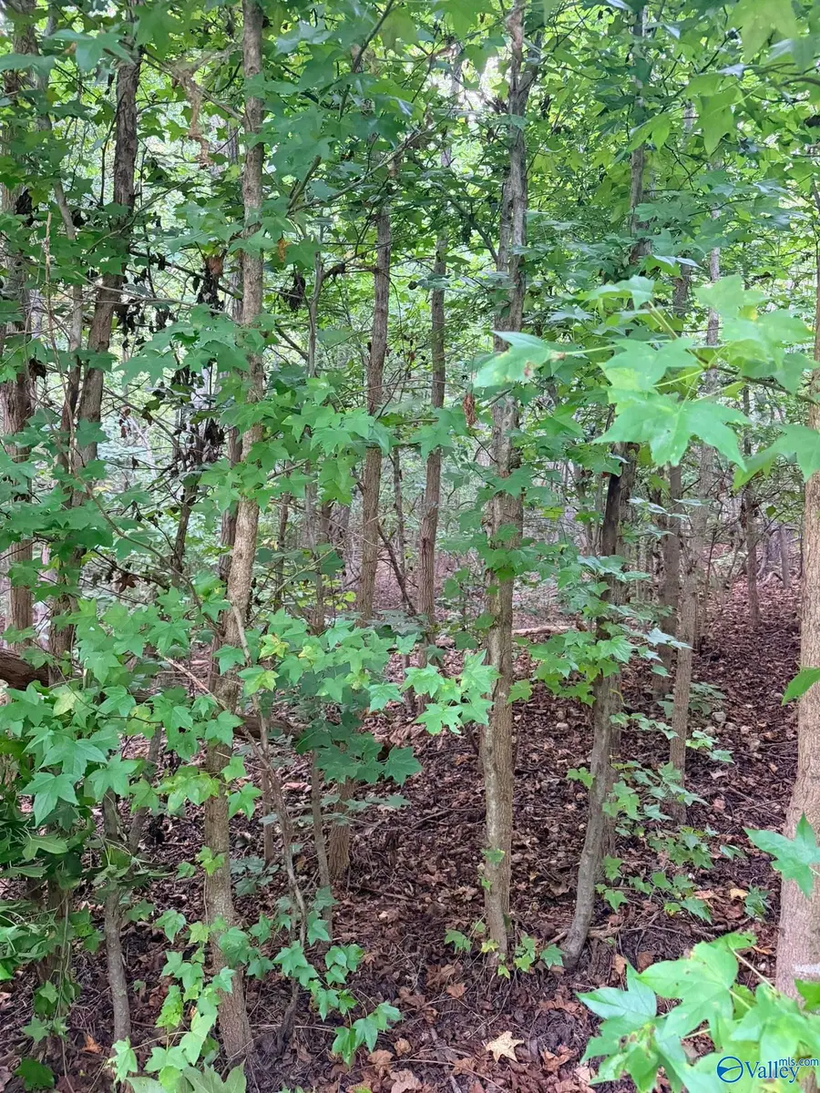 1930 Lookout Mountain Drive, Scottsboro, AL 35769 - #2