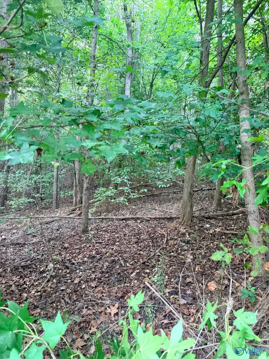 1930 Lookout Mountain Drive, Scottsboro, AL 35769 - #3