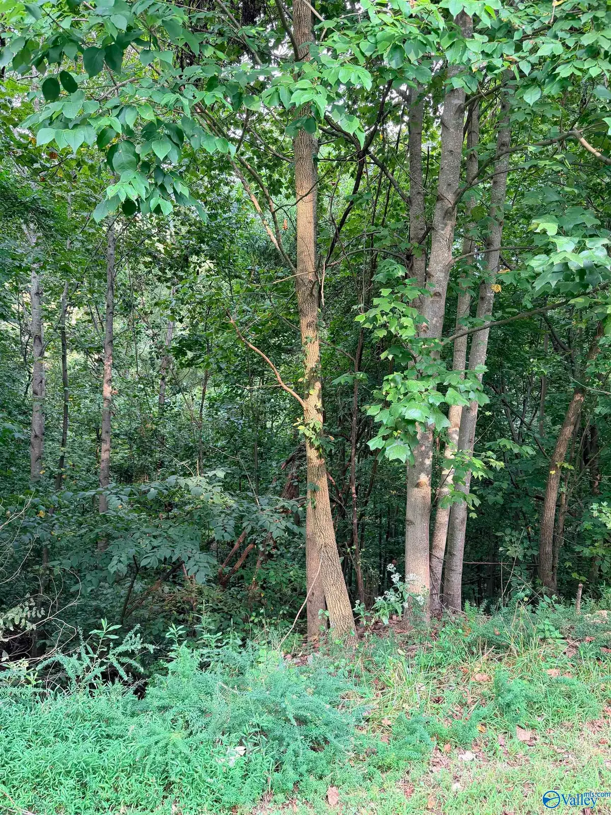 1581 Lookout Mountain Drive, Scottsboro, AL 35769 - #1