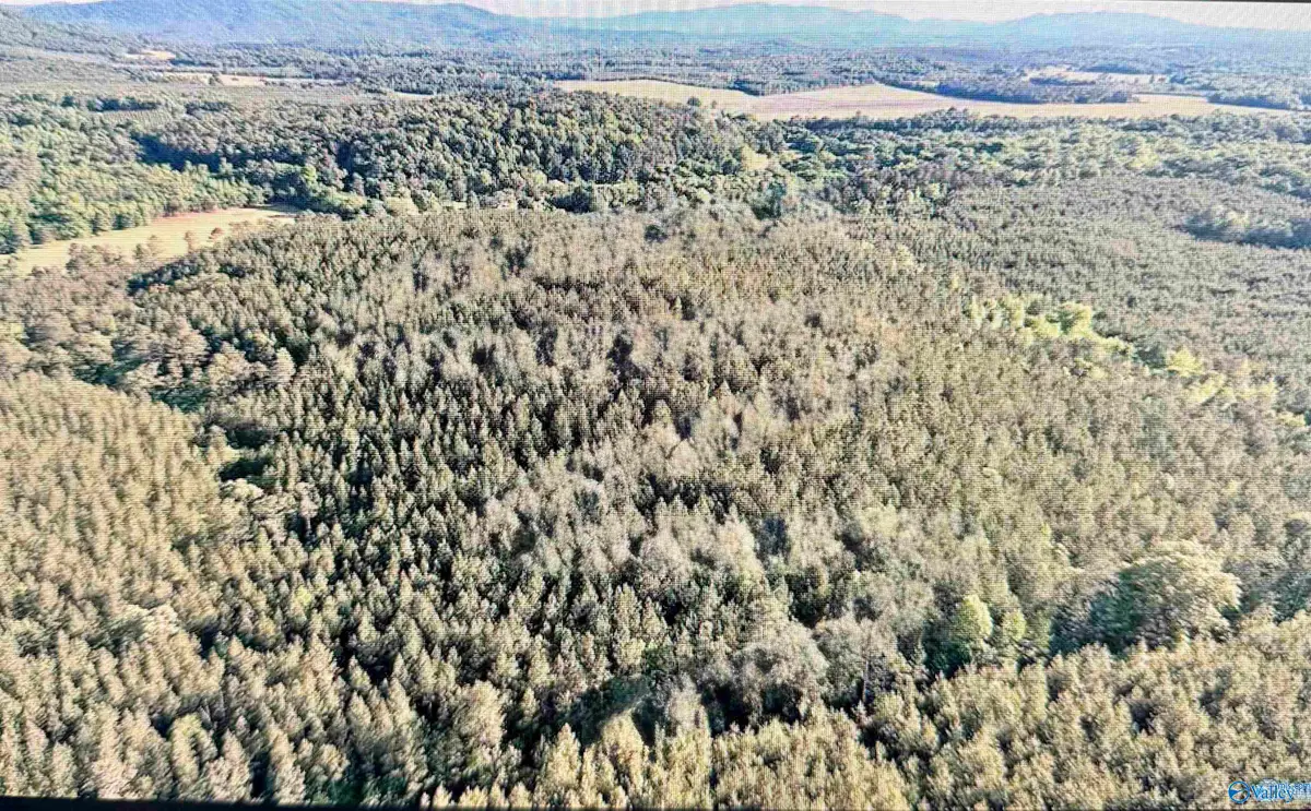 19.51 County Road 29, Piedmont, AL 36272 - #1