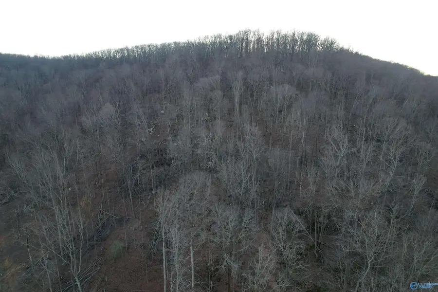 100 AC Dry Creek Road, Hollytree, AL 35751 - #3