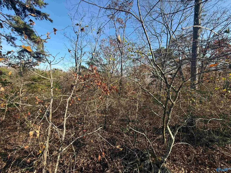 lot#0 County Road 70, Leesburg, AL 35983 - #3